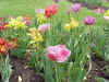 Flower10.JPG (83791 bytes)