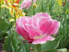 Flower11.JPG (59269 bytes)