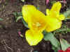 Flower12.JPG (56207 bytes)