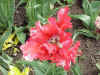 Flower13.JPG (71297 bytes)