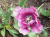 Flower14.JPG (58495 bytes)