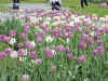 Flower16.JPG (84854 bytes)