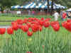 Flower17.JPG (77156 bytes)