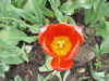 Flower18.JPG (64419 bytes)