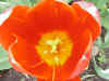 Flower19.JPG (36105 bytes)