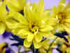 Flower21.JPG (44542 bytes)