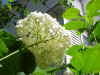 Flower25.JPG (64569 bytes)
