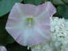 Flower27.JPG (100191 bytes)