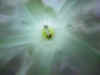 Flower29.JPG (66068 bytes)