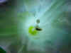 Flower30.JPG (22823 bytes)