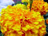 Flower31.JPG (59874 bytes)
