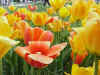 Flower37.JPG (59658 bytes)