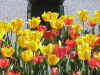 Flower5.JPG (78088 bytes)