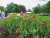 Flower9.JPG (76824 bytes)